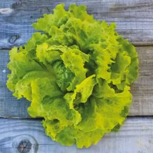 Légumes feuilles