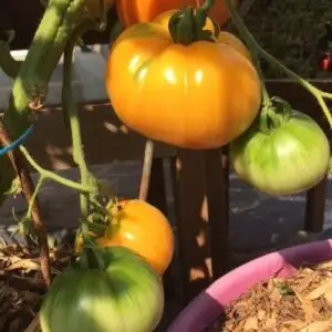 tomates ananas - Semences paysannes et plants biologiques de la ferme du Caillou marais: tout pour les jardins gourmands et écologiques