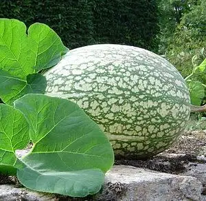 courge siam