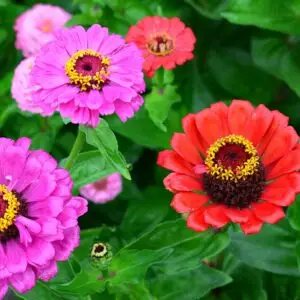 zinnias