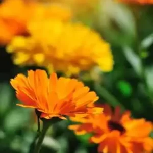 Semences paysannes et plants biologiques de la ferme du Caillou marais: tout pour les jardins gourmands et écologiques