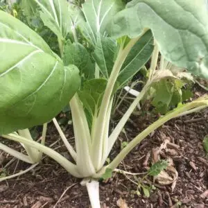 Chou Pak-choï " Tsaï taï" - Semences paysannes et plants biologiques de la ferme du Caillou marais: tout pour les jardins gourmands et écologiques