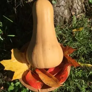 Courges Butternut - Semences paysannes et plants biologiques de la ferme du Caillou marais: tout pour les jardins gourmands et écologiques