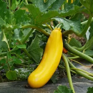 Courgettes jaunes, graines bio, semences paysannes reproductibles