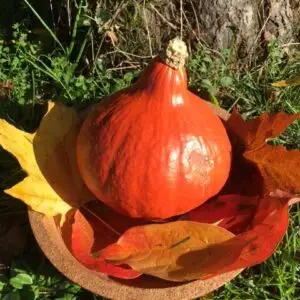 courges potimarrons - Semences paysannes et plants biologiques de la ferme du Caillou marais: tout pour les jardins gourmands et écologiques