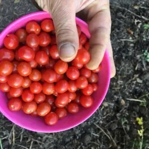 tomates cerises lilipuths - Semences paysannes et plants biologiques de la ferme du Caillou marais: tout pour les jardins gourmands et écologiques