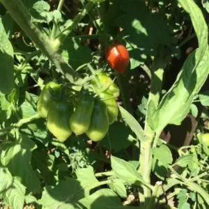 tomates grelots - Semences paysannes et plants biologiques de la ferme du Caillou marais: tout pour les jardins gourmands et écologiques