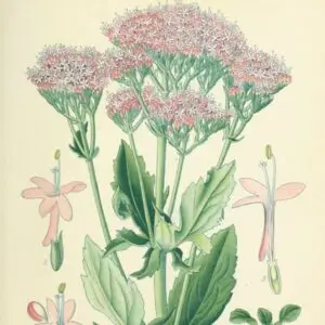 Caprifoliacées