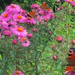 asters d'automne - plants biologiques