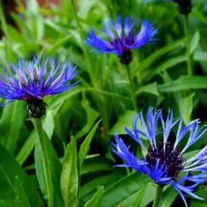 Centaurea montana - semences paysannes et plants biologiques