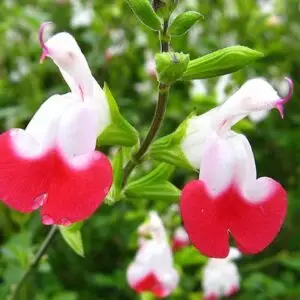 Salvia microphylla 'Hot Lips' - plants biologiques