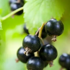 Cassis - semences paysannes et plants biologiques