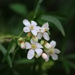 Oranger du mexique - plants biologiques