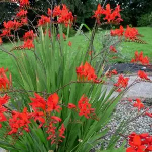 Crocosmia - semences paysannes et plants biologiques