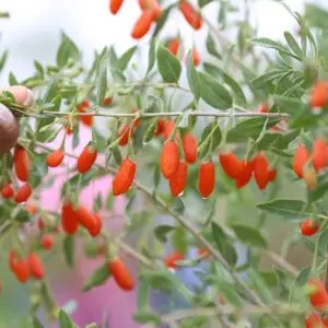 baies de goji - plants biologiques