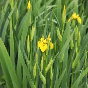 iris des marais - plants biologiques