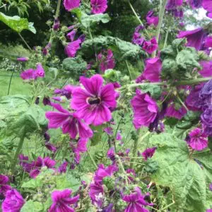 mauve mauritanie - plants biologiques