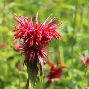 monarde - plants biologiques