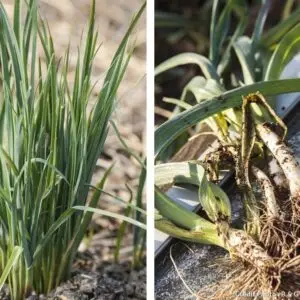 poireaux perpetuels - plants biologiques