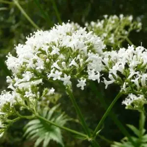 valeriane officinale - plants biologiques