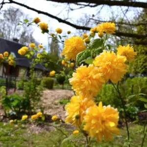 Plants de Corête du Japon bio