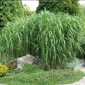 plants bio de miscanthus giganteus